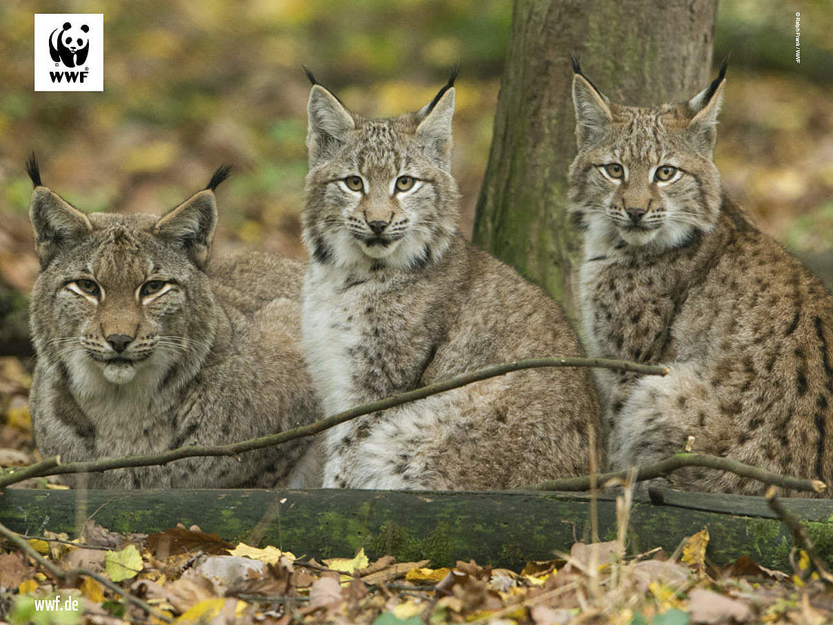 Hintergrundbild zu Ihrer Luchs-Patenschaft © Ralph Frank / WWF