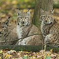 Hintergrundbild zu Ihrer Luchs-Patenschaft © Ralph Frank / WWF