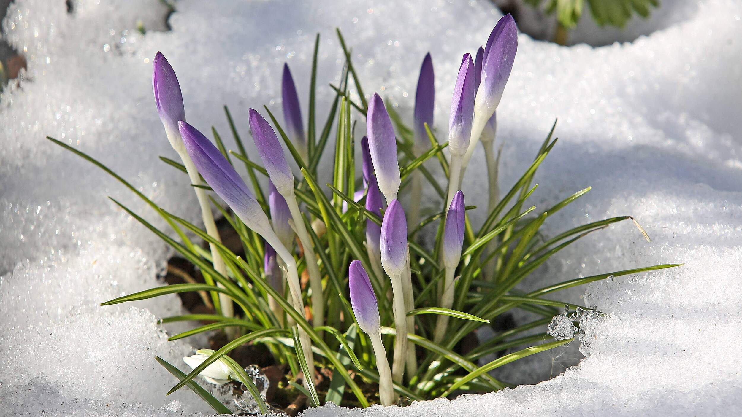 Krokusse im Schnee