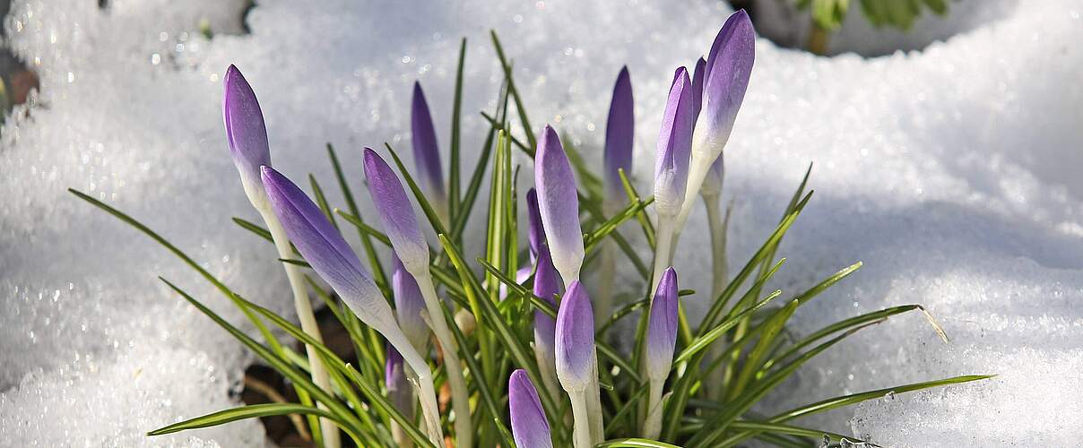 Krokusse im Schnee