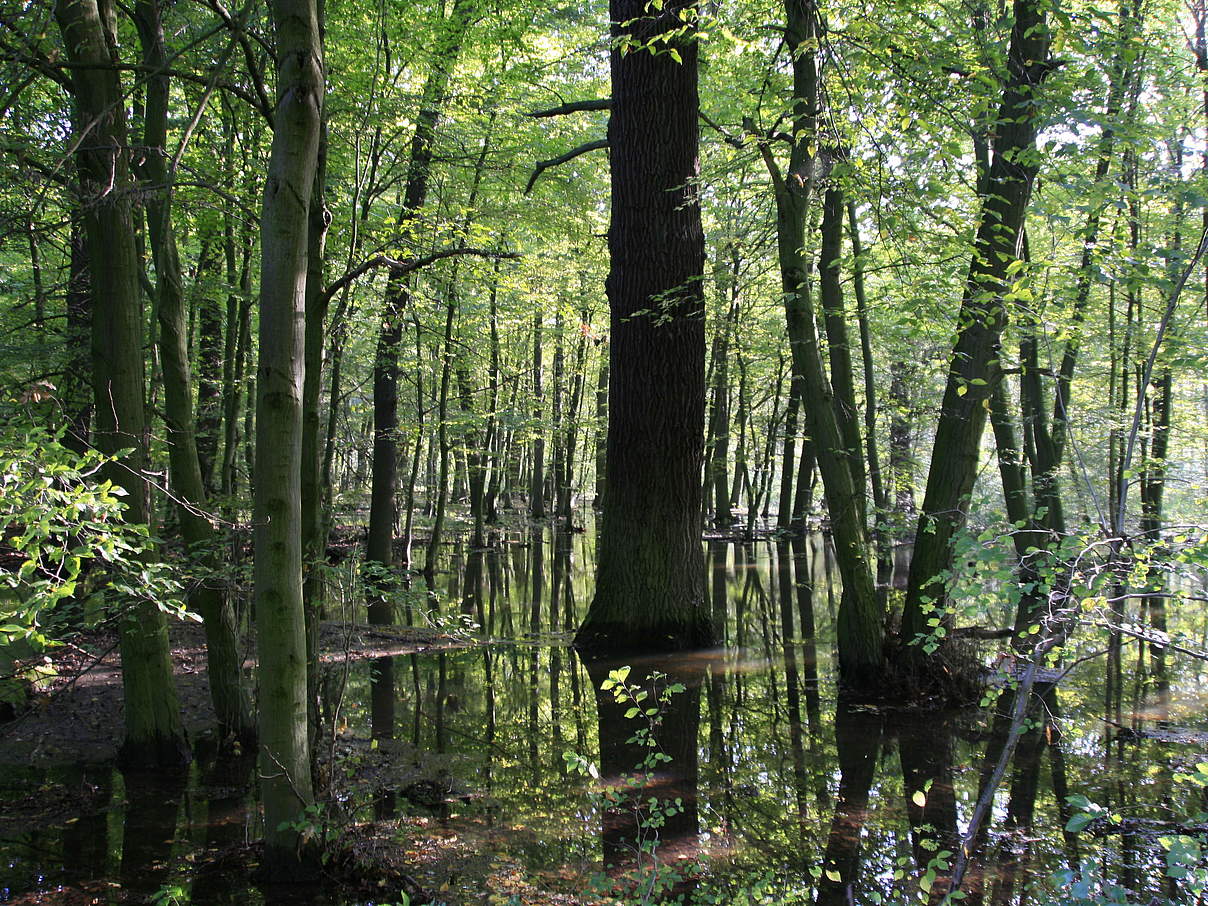 Überflutete Auenwälder an der mittleren Elbe © Bernd Eichhorn / WWF