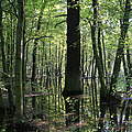 Überflutete Auenwälder an der mittleren Elbe © Bernd Eichhorn / WWF