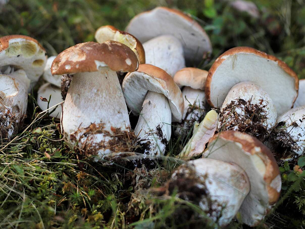 Steinpilze im Wald