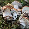 Steinpilze im Wald