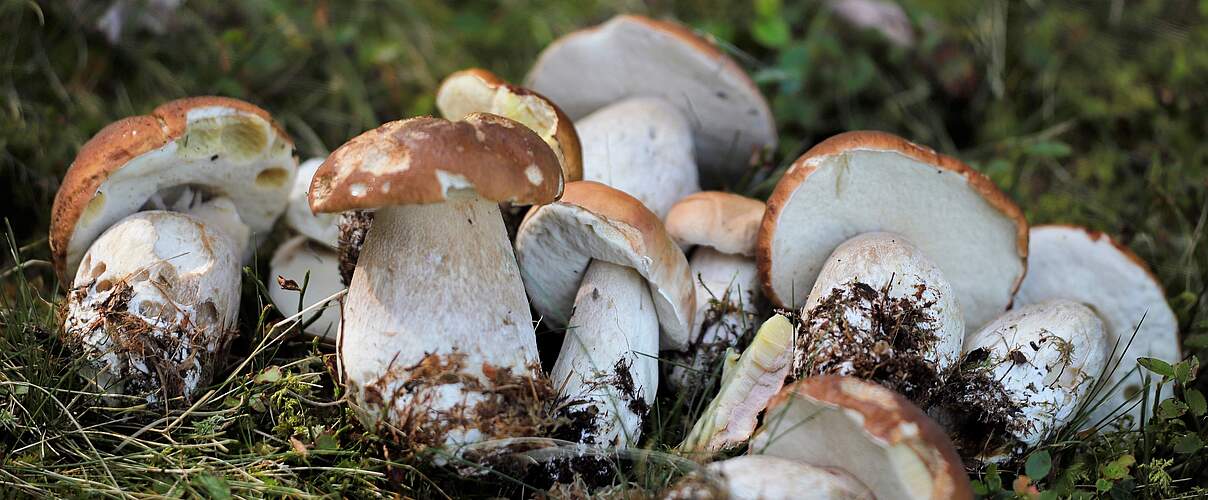 Steinpilze im Wald