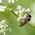 Wildbiene (Andrena chrysosceles) © Florian Lauer / WWF