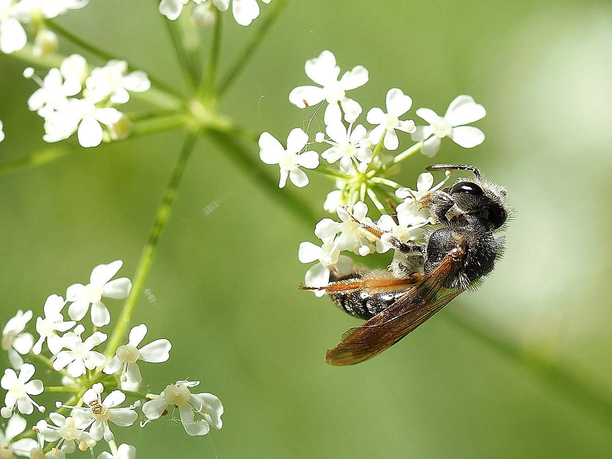 Wildbiene (Andrena chrysosceles) © Florian Lauer / WWF