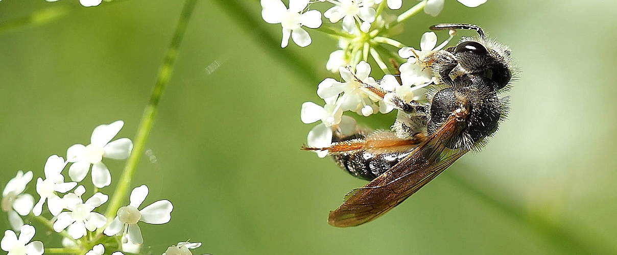 Wildbiene (Andrena chrysosceles) © Florian Lauer / WWF