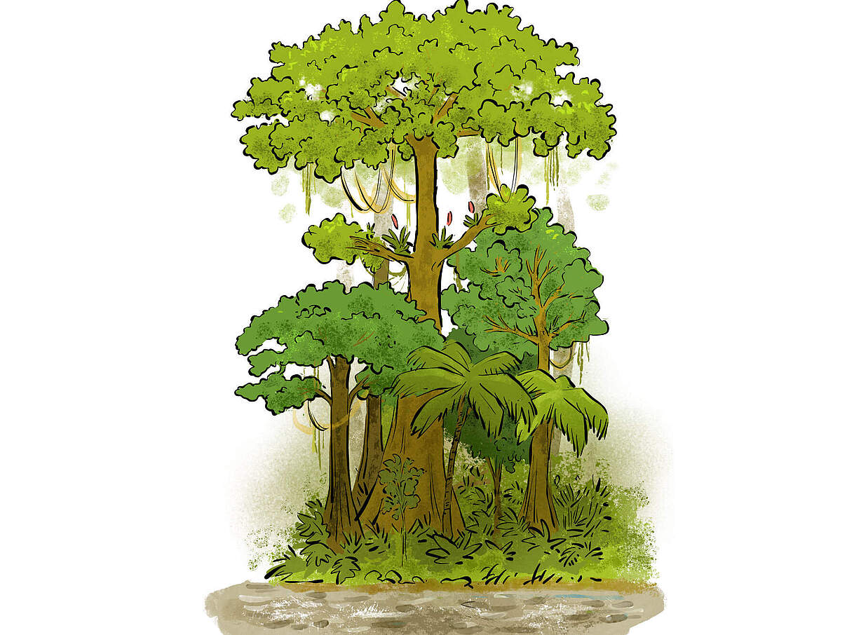 Illustration der Etagen des Regenwaldes