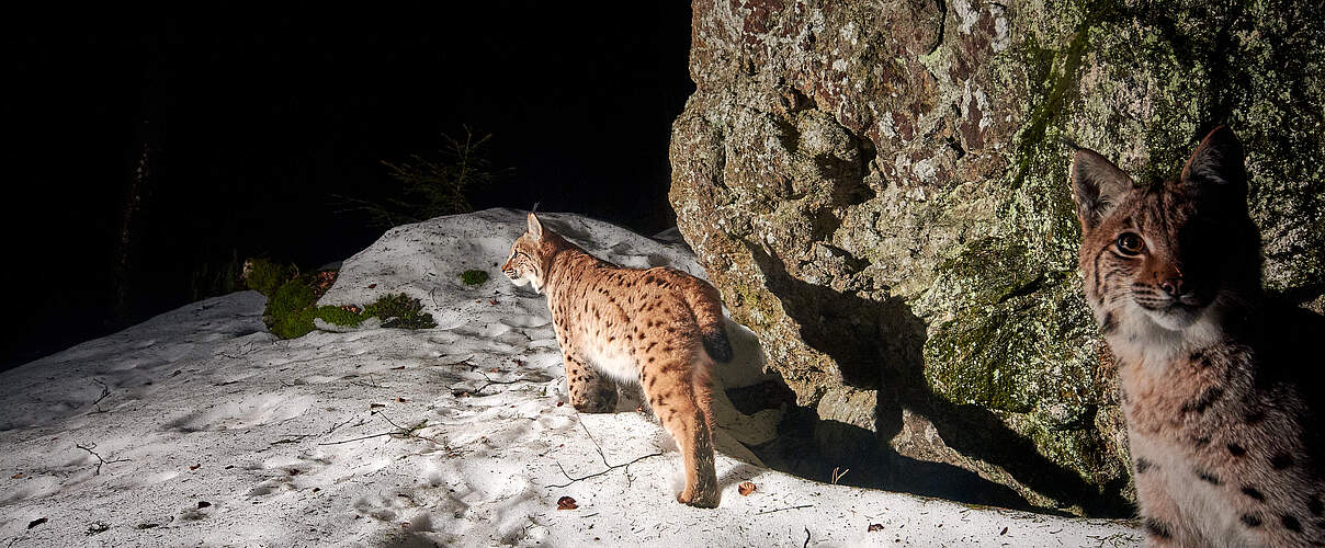 Beobachter Luchs © Julius Kramer