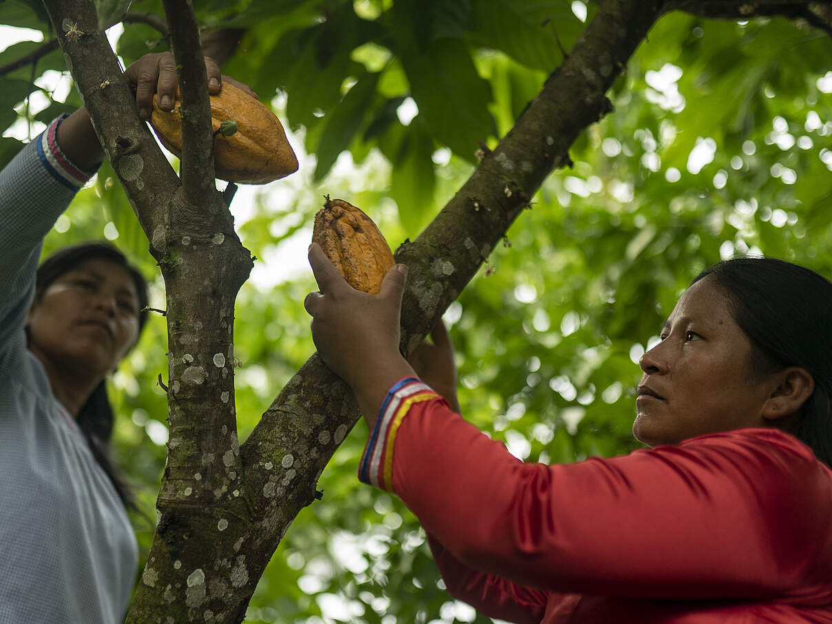 Frauen bei der Kakaoernte in Ecuador © Gabriel Vanerio / WWF Ecuador