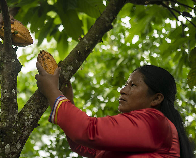 Frauen bei der Kakaoernte in Ecuador © Gabriel Vanerio / WWF Ecuador