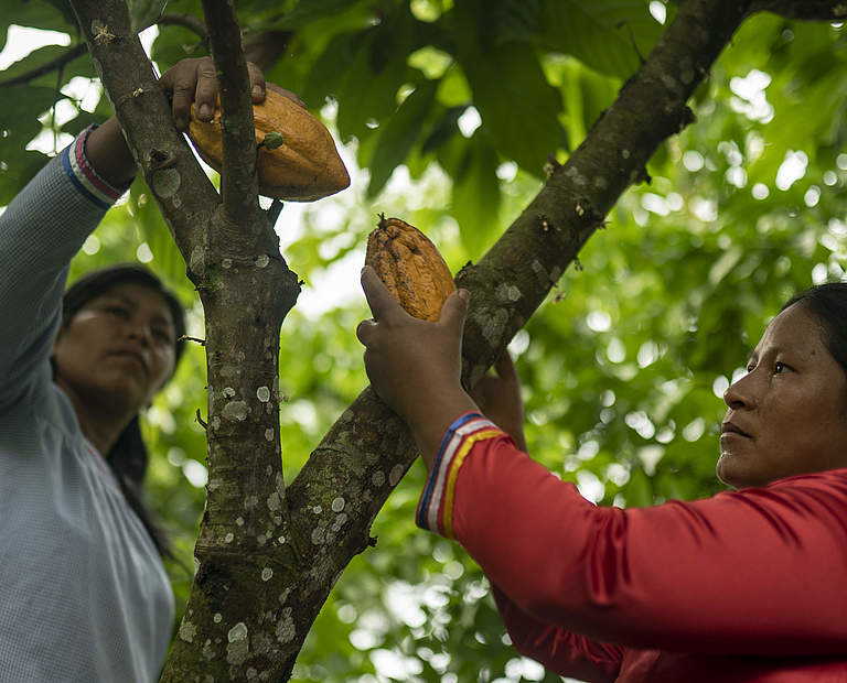 Frauen bei der Kakaoernte in Ecuador © Gabriel Vanerio / WWF Ecuador