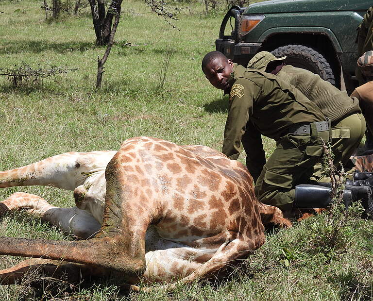 Ein Ranger hilft einer verletzten Giraffe © Elephant Aware