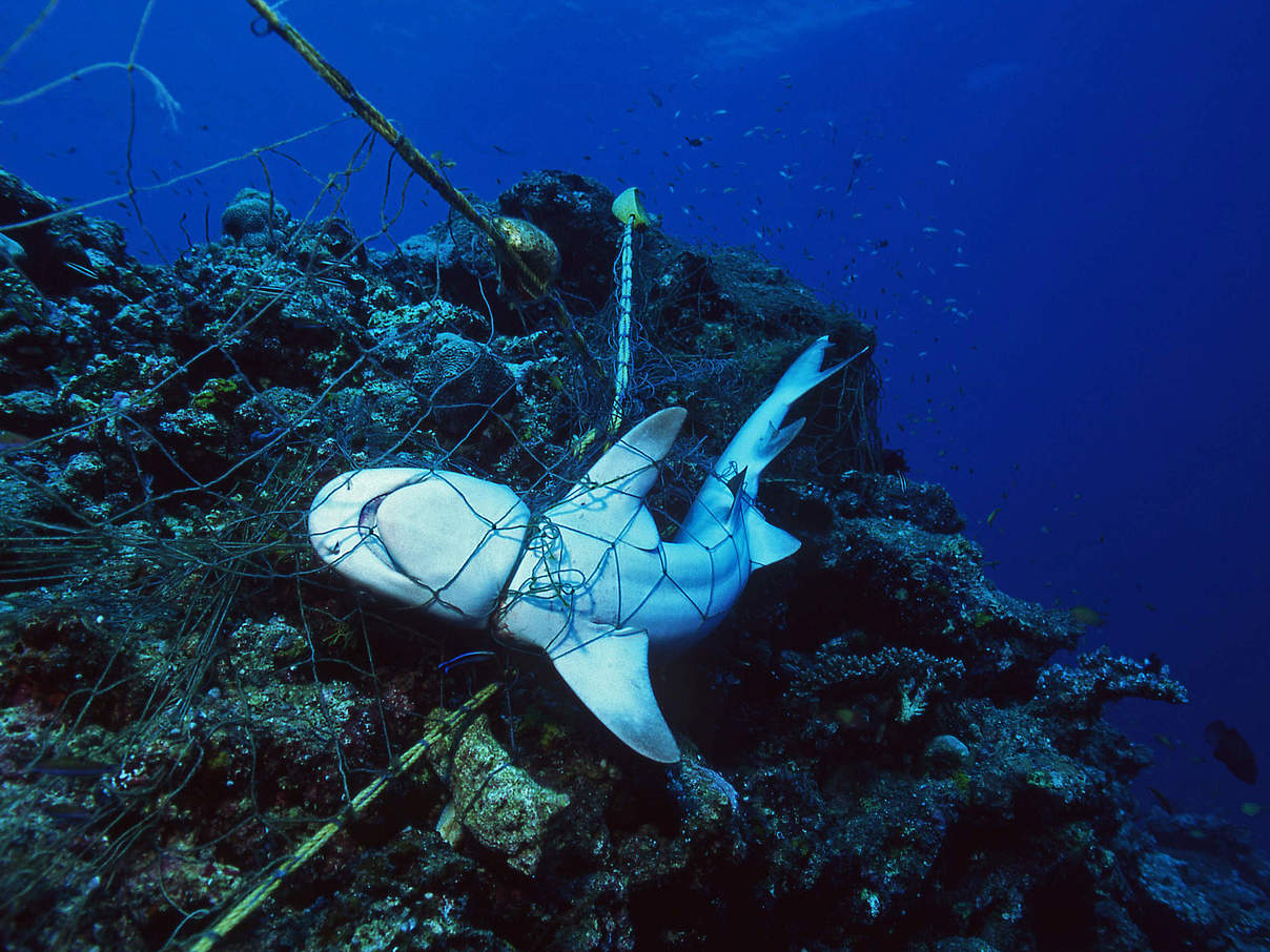 Viele Haie sterben als Beifang © Shutterstock / VisionDive / WWF-Sweden