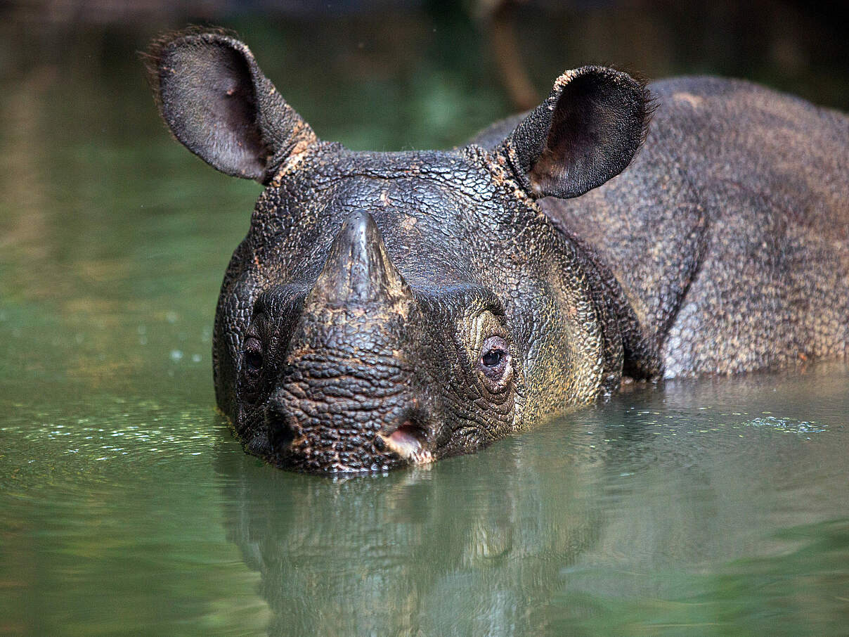 Java-Nashorn im Ujung Kulon National Park © Stephen ​Belcher Photography / WWF