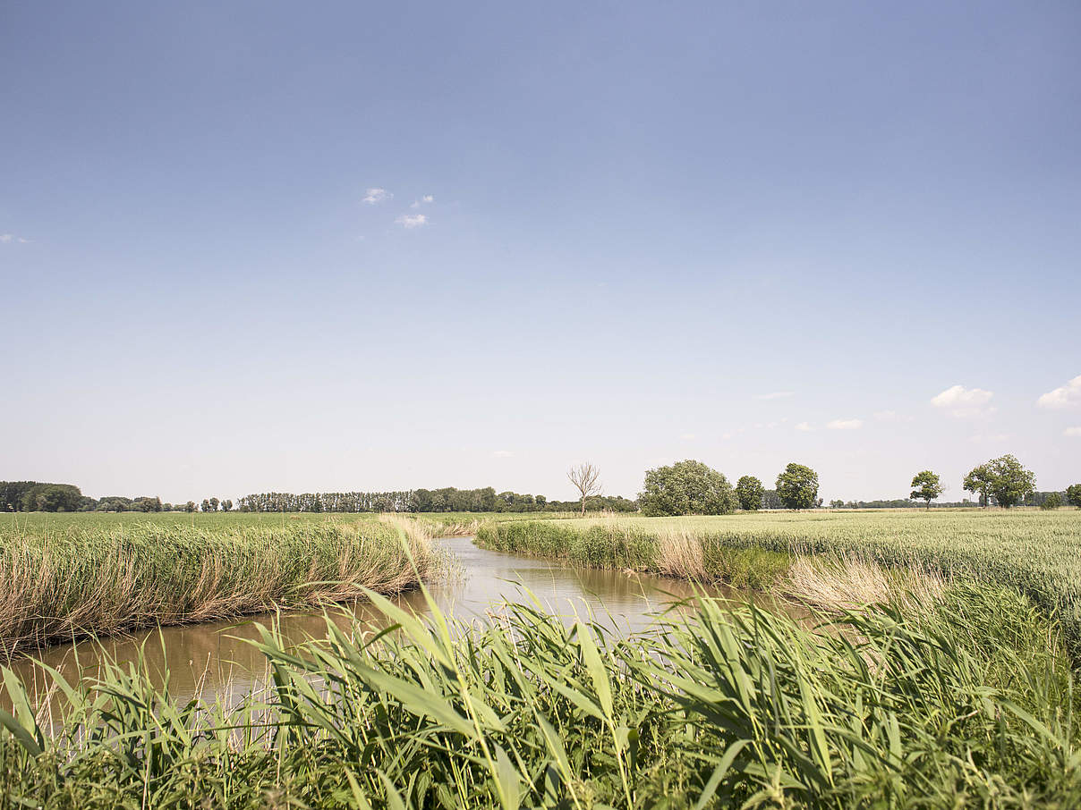 Die Insel Krautsand © Claudia Nir / WWF