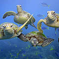 Grüne Meeresschildkröten (Chelonia Mydas) am Great Barrier Reef © Troy Mayne / WWF