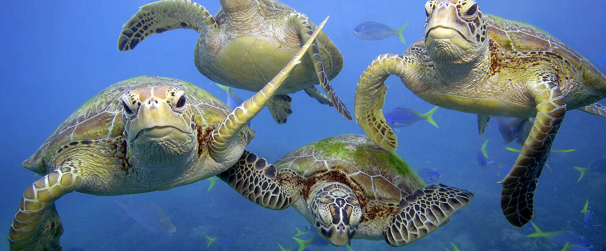Grüne Meeresschildkröten (Chelonia Mydas) am Great Barrier Reef © Troy Mayne / WWF