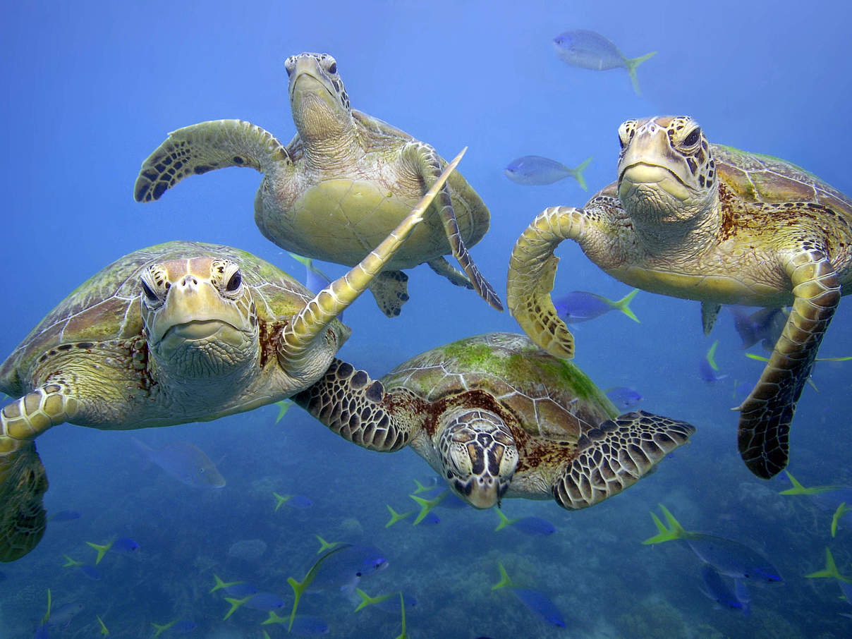 Grüne Meeresschildkröten (Chelonia Mydas) am Great Barrier Reef © Troy Mayne / WWF