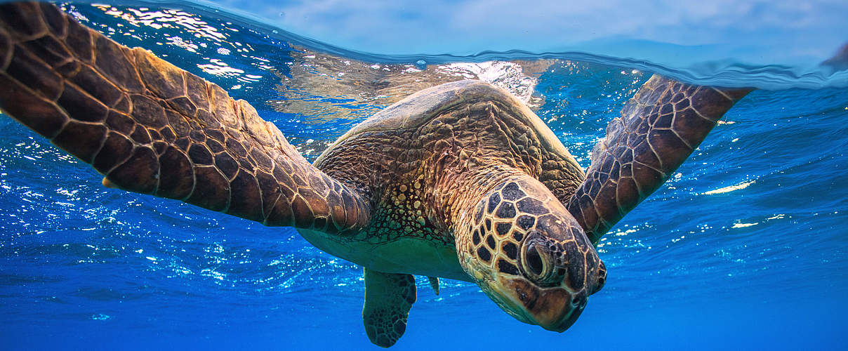 Schildkröte © Shutterstock / Willyam Bradberry / WWF 