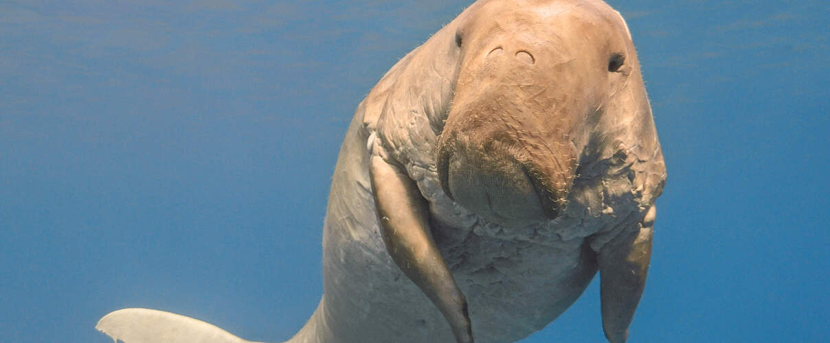 Dugong © vkilikov / Shutterstock / WWF