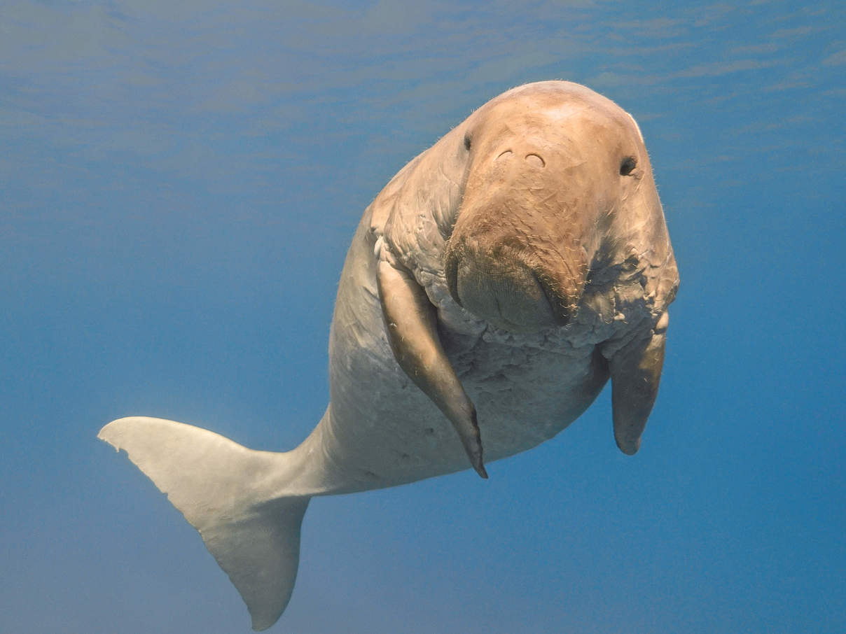 Dugong © vkilikov / Shutterstock / WWF