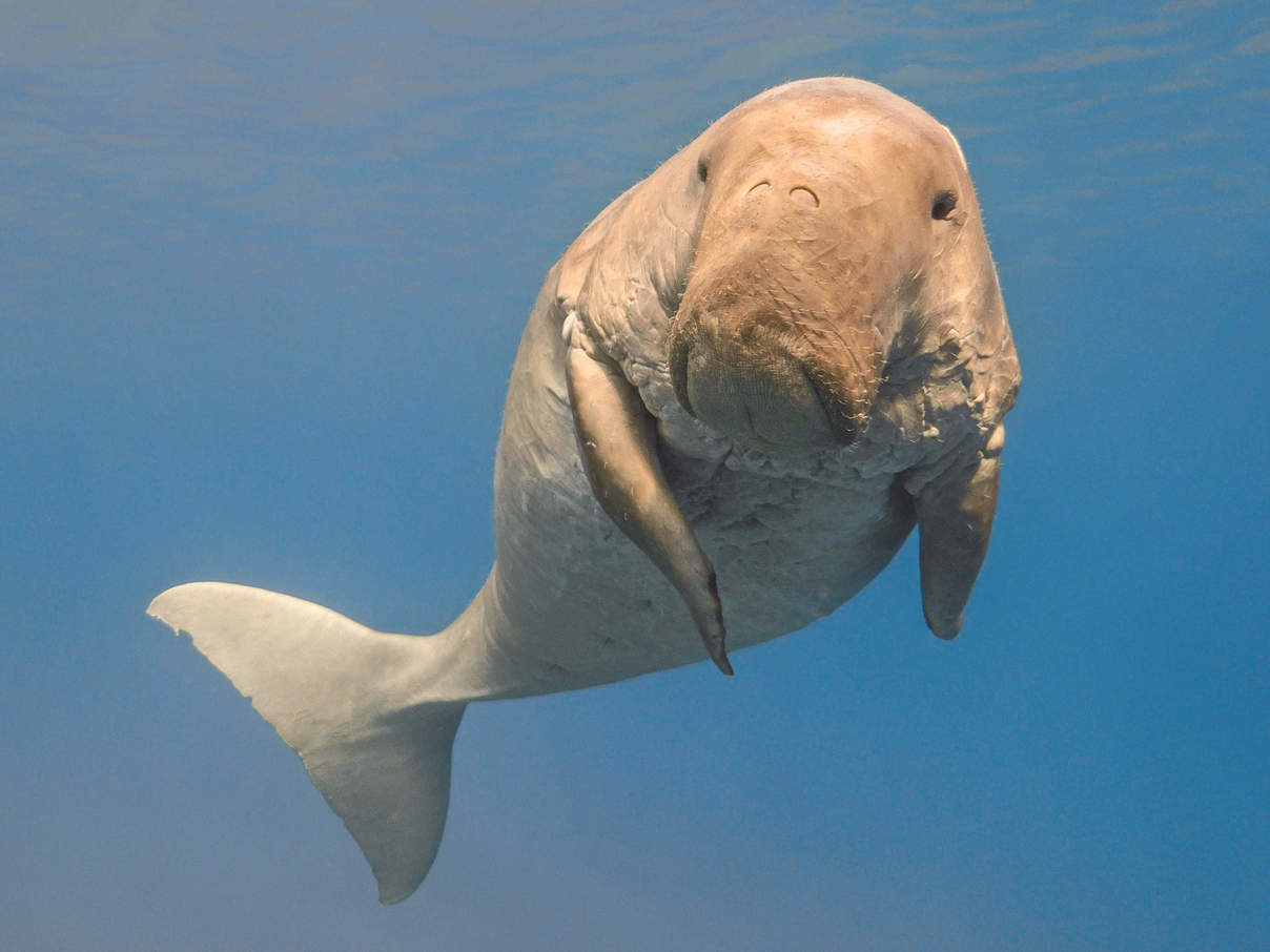 Dugong © vkilikov / Shutterstock / WWF Dugong © vkilikov / Shutterstock / WWF