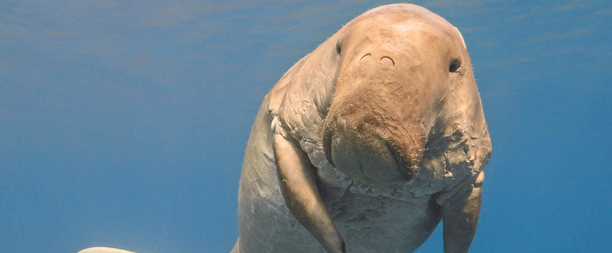 Dugong © vkilikov / Shutterstock / WWF