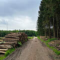 Holzstoß in einem Wald in Deutschland © paulkunzede / iStock / Getty Images