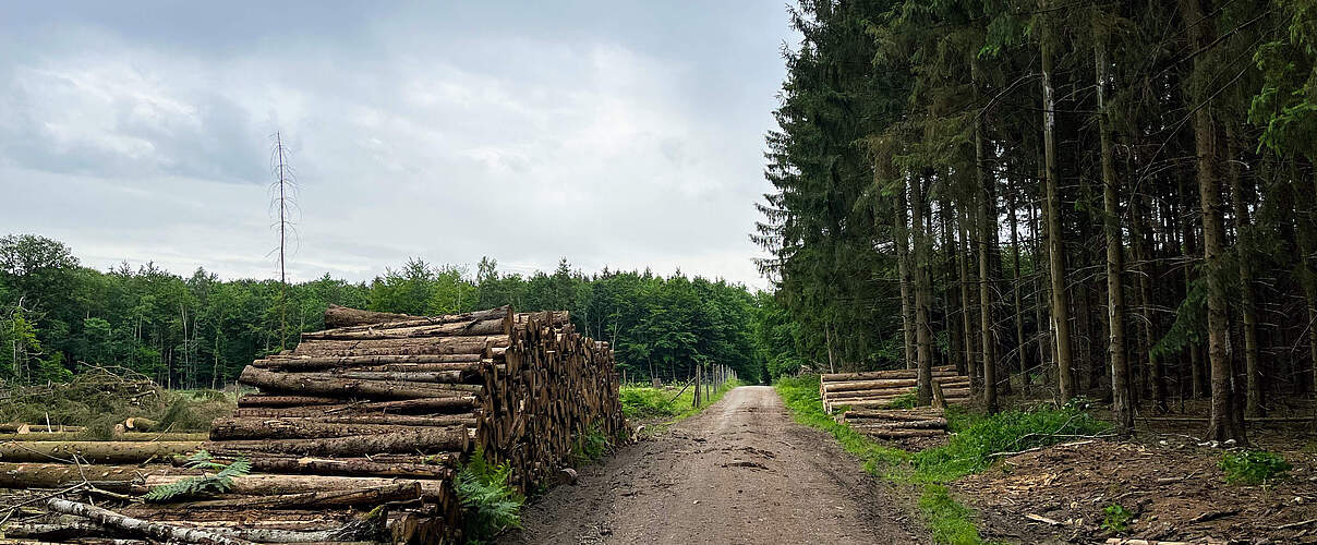 Holzstoß in einem Wald in Deutschland © paulkunzede / iStock / Getty Images