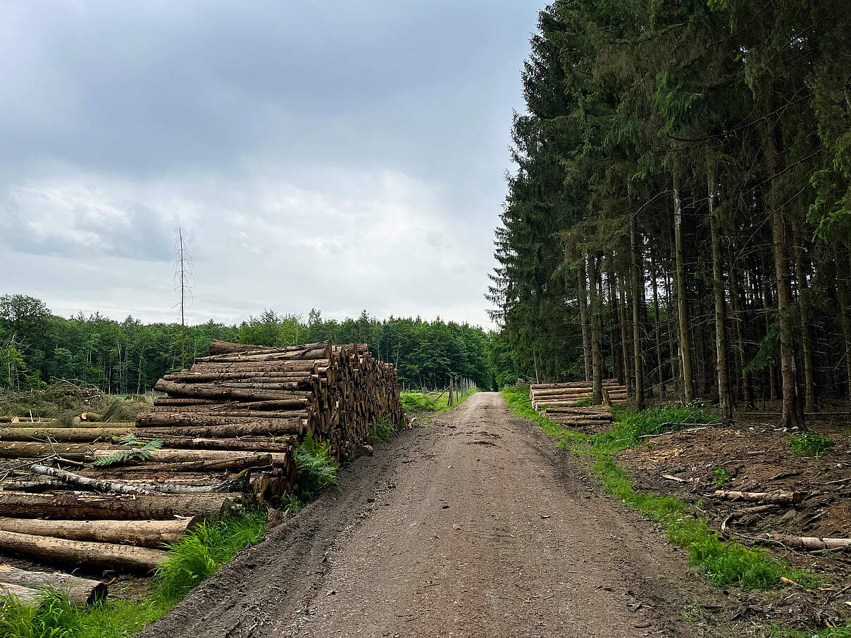 Holzstoß in einem Wald in Deutschland © paulkunzede / iStock / Getty Images