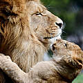 Löwe mit Jungtier © Outback to Coast / iStock / GettyImages