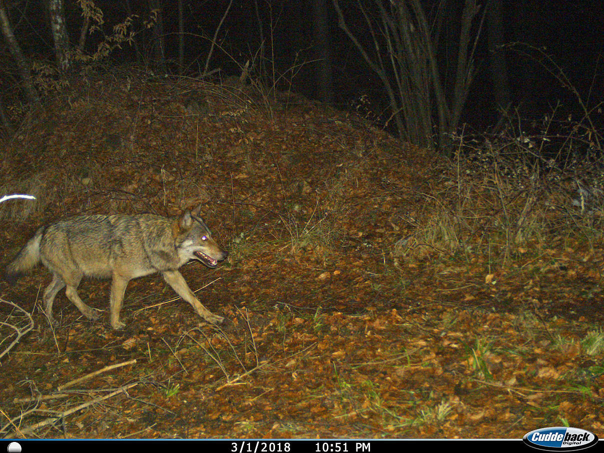 Wolf in der Fotofalle © Nuno Guimarães