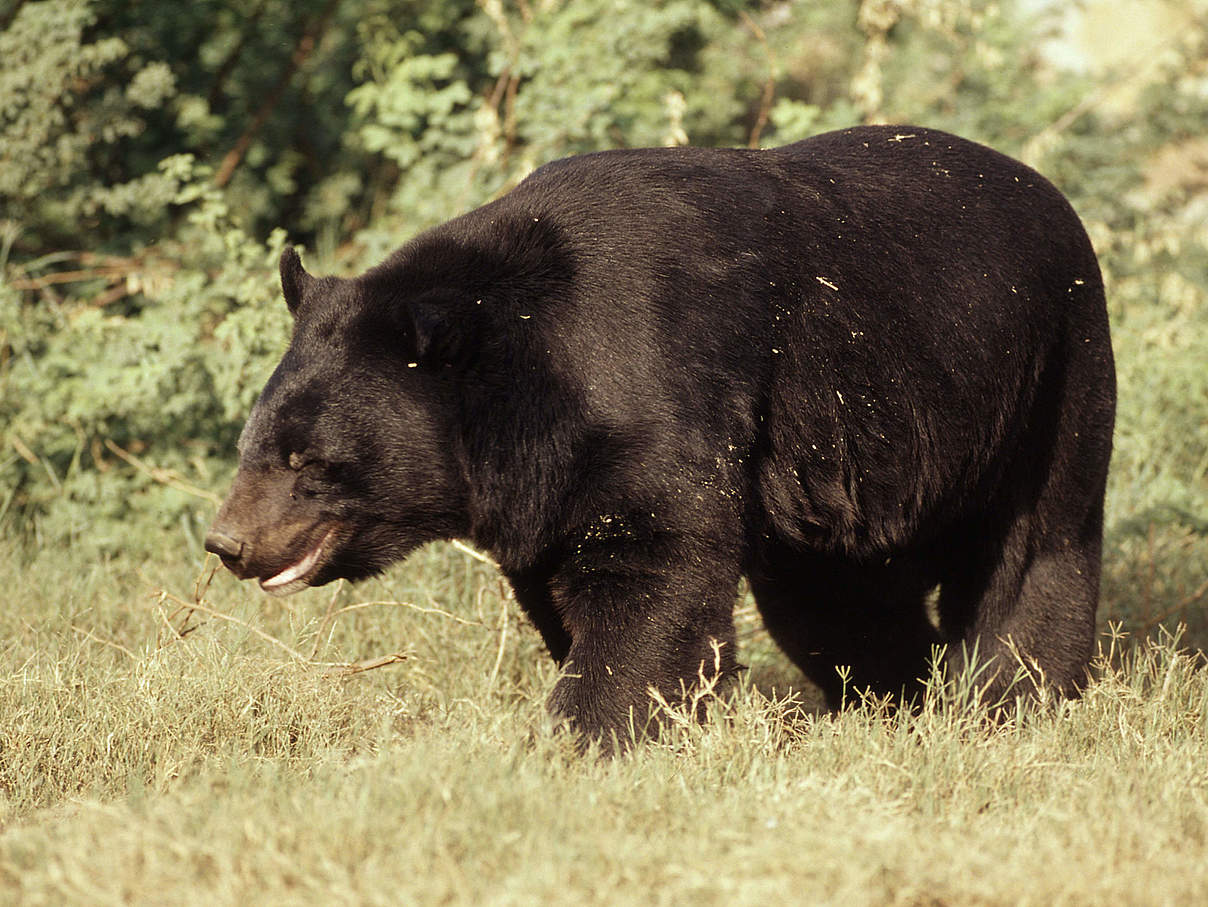 Asiatischer Schwarzbär (Kragenbär) © Martin Harvey / WWF