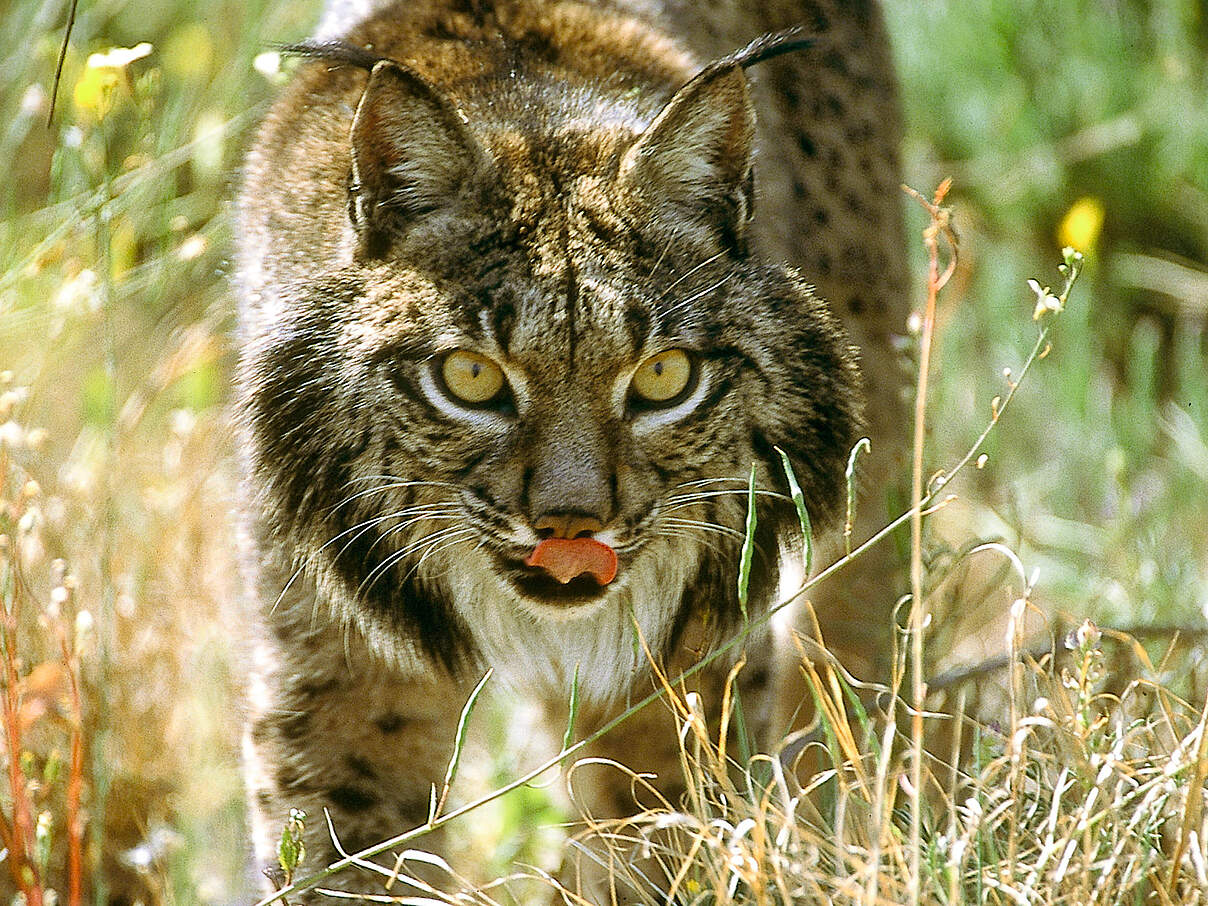 Iberischer Luchs mit dem typischen, ausgeprägten Backenbart © WWF-Spain / Jesús Cobo