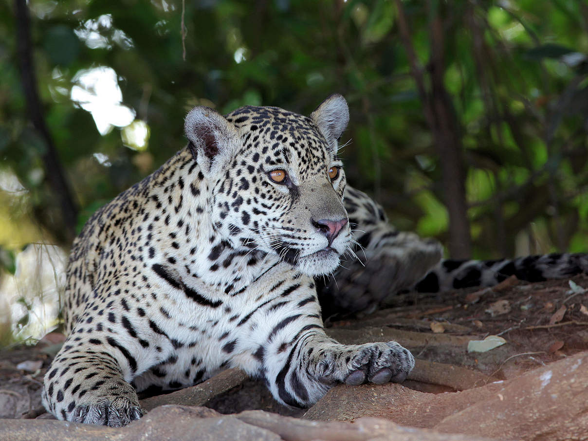 Jaguar © Harm Vriend / WWF
