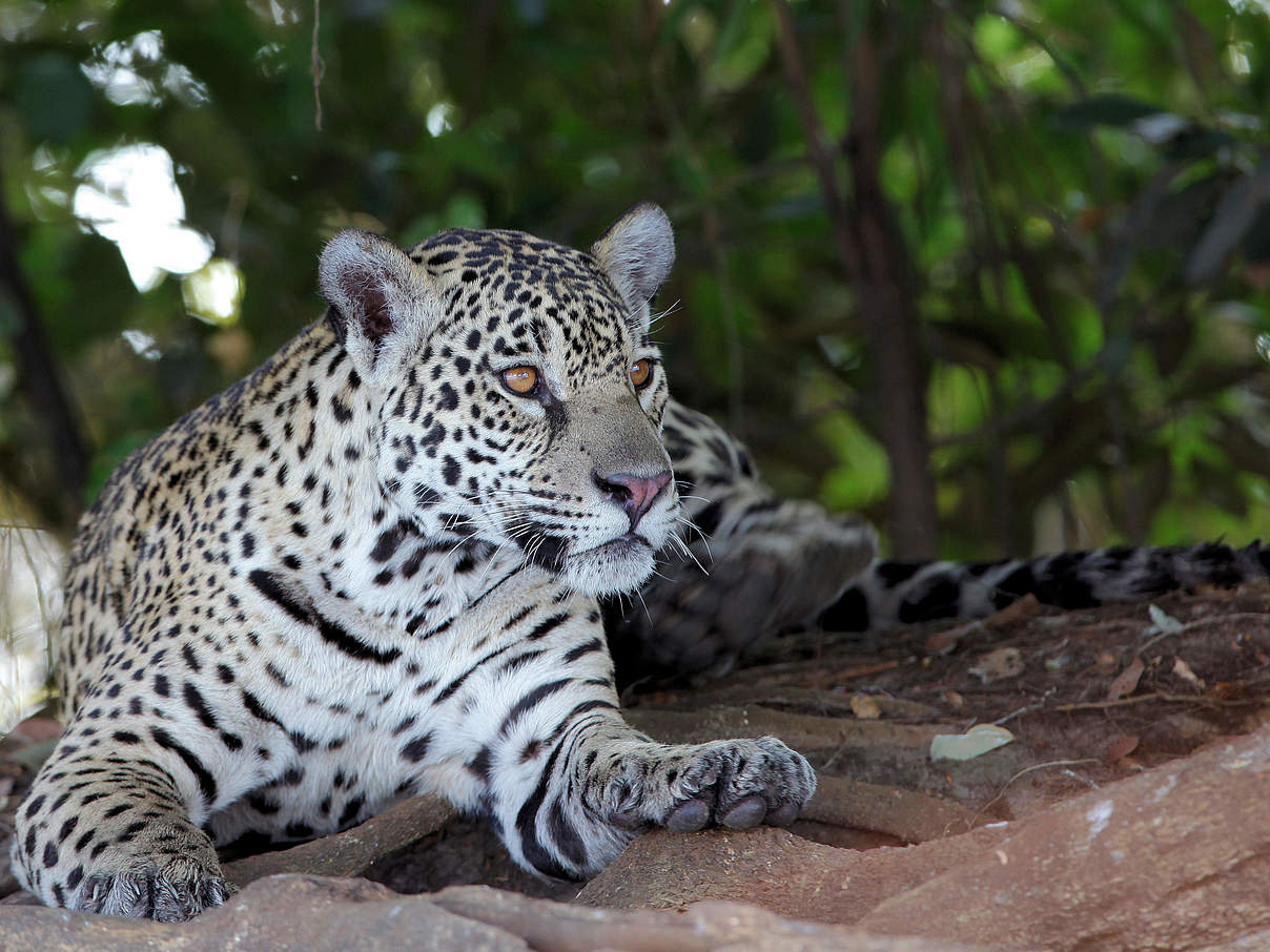Jaguar © Harm Vriend / WWF