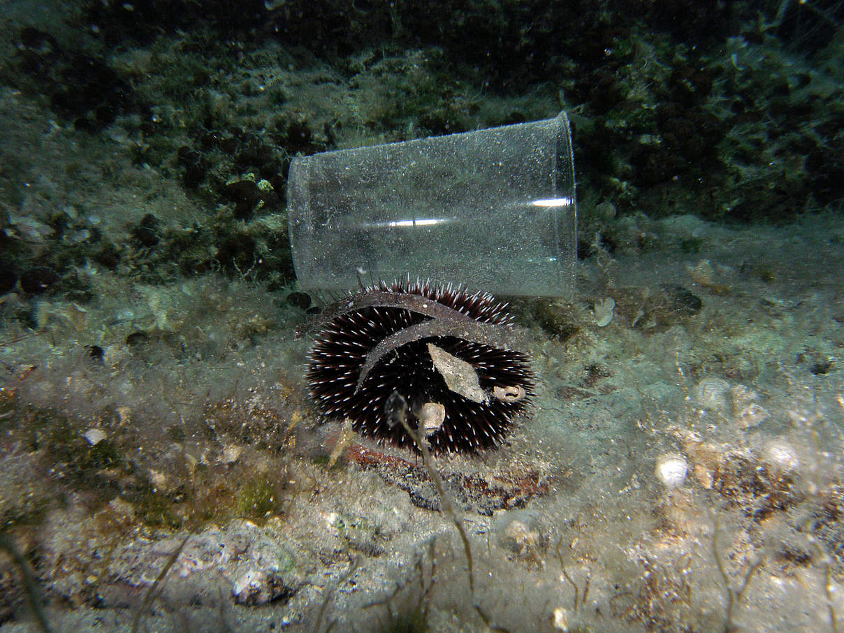 Seeigel mit Plastikbecher im Mittelmeer © Philipp Kanstinger / WWF