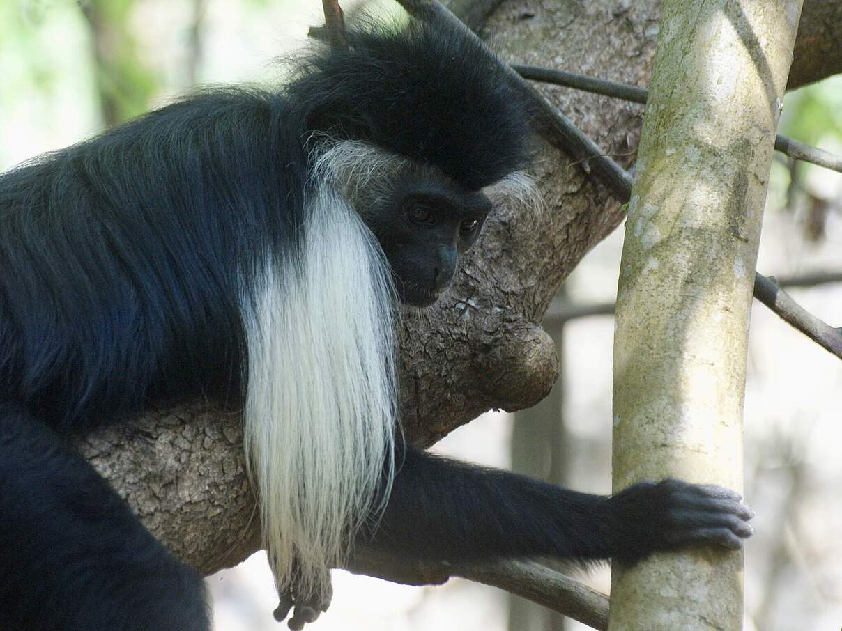 Colobus-Affe auf einem Baum