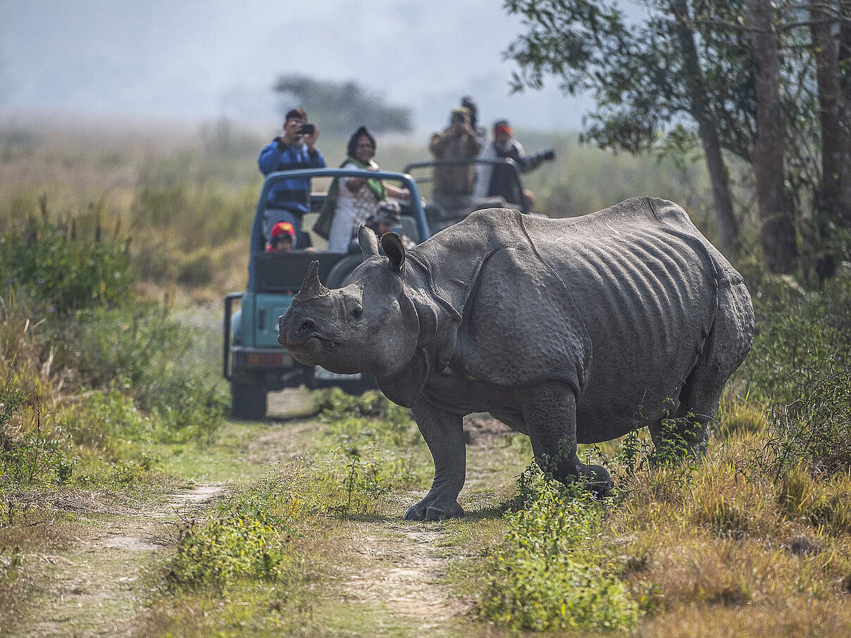 Nashorn mit Touristen-Gruppe © Ola Jennersten / WWF Schweden