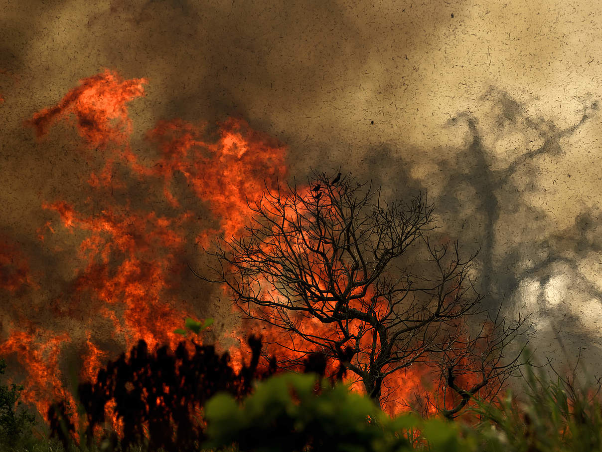 Waldbrände bedrohen den Lebensraum der Roten Pandas © Getty Images