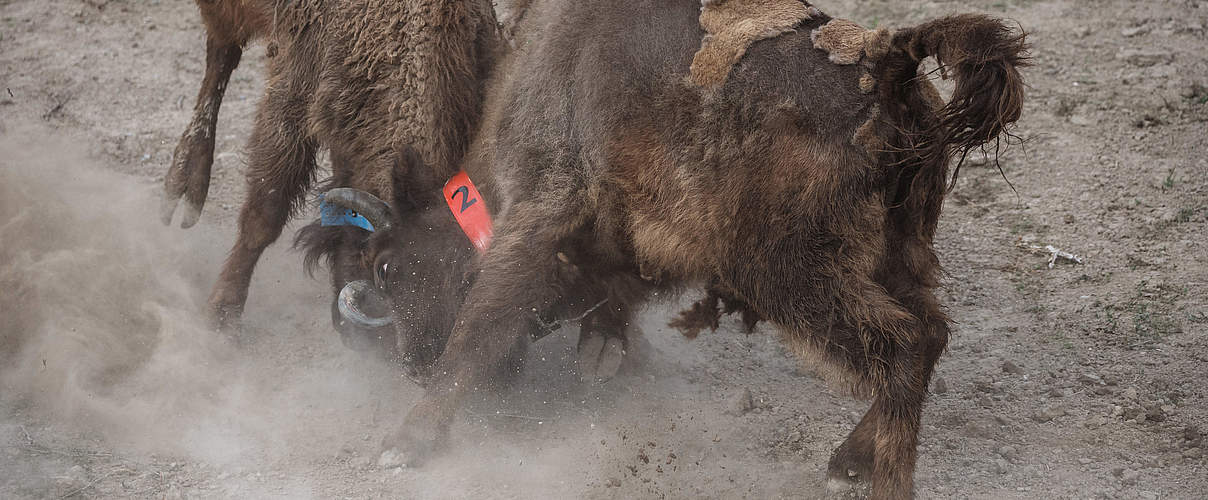 Rangordnungskampf zweier Bullen im Gewöhnungsgehege © Rustam Maharramov / WWF