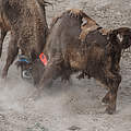 Rangordnungskampf zweier Bullen im Gewöhnungsgehege © Rustam Maharramov / WWF