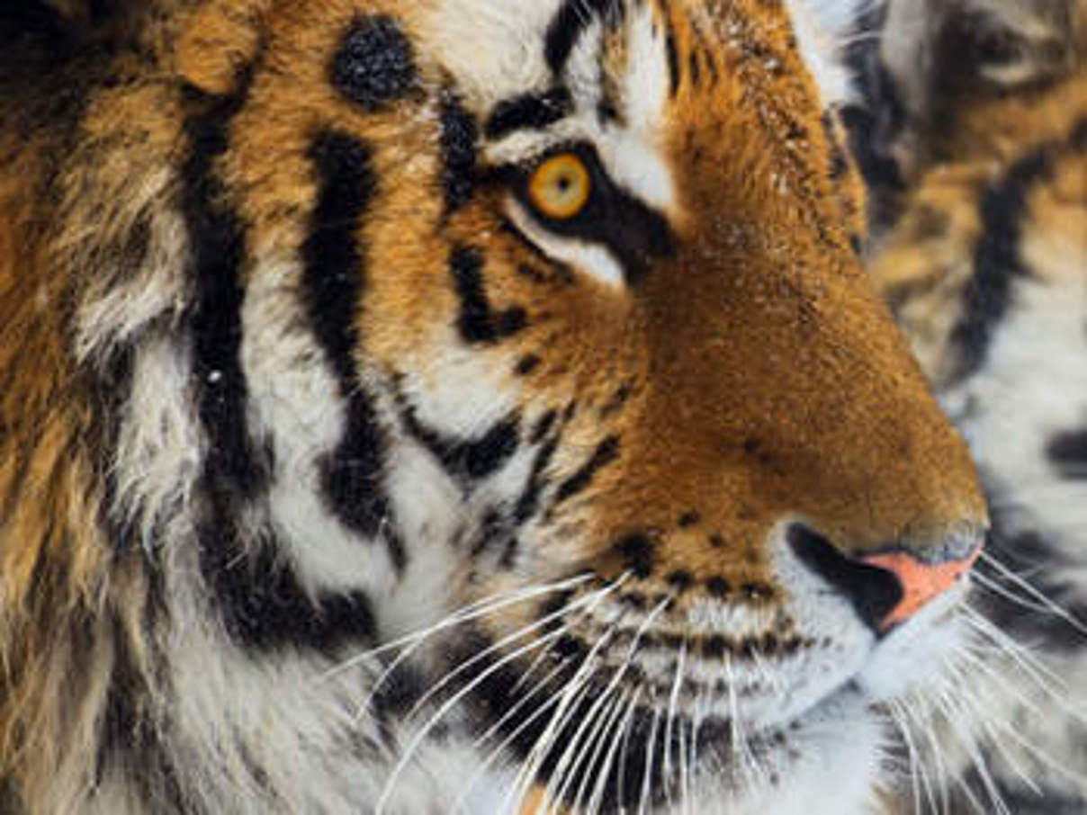 Amur-Tiger © Igor Zhorov / WWF