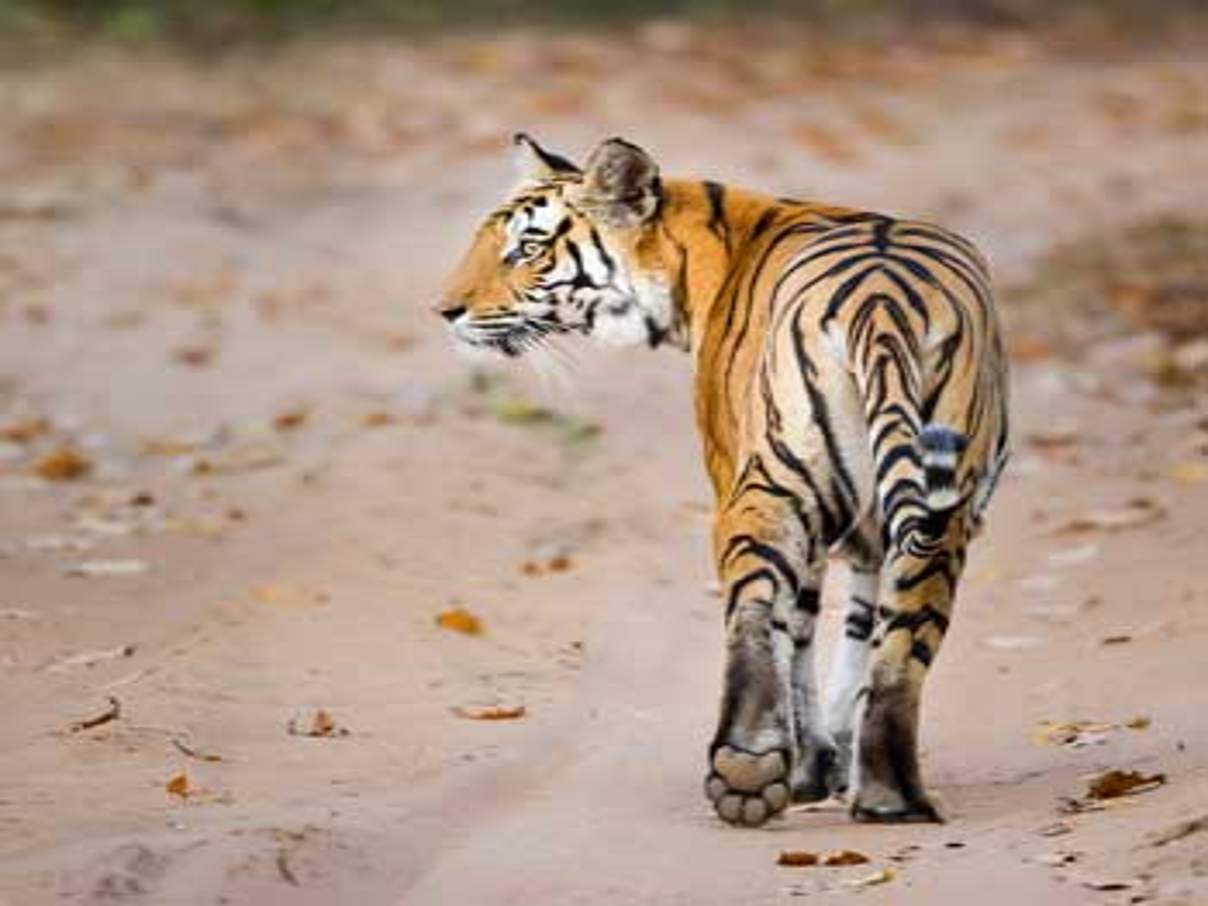 Tiger in Indien © Richard Barrett / WWF UK