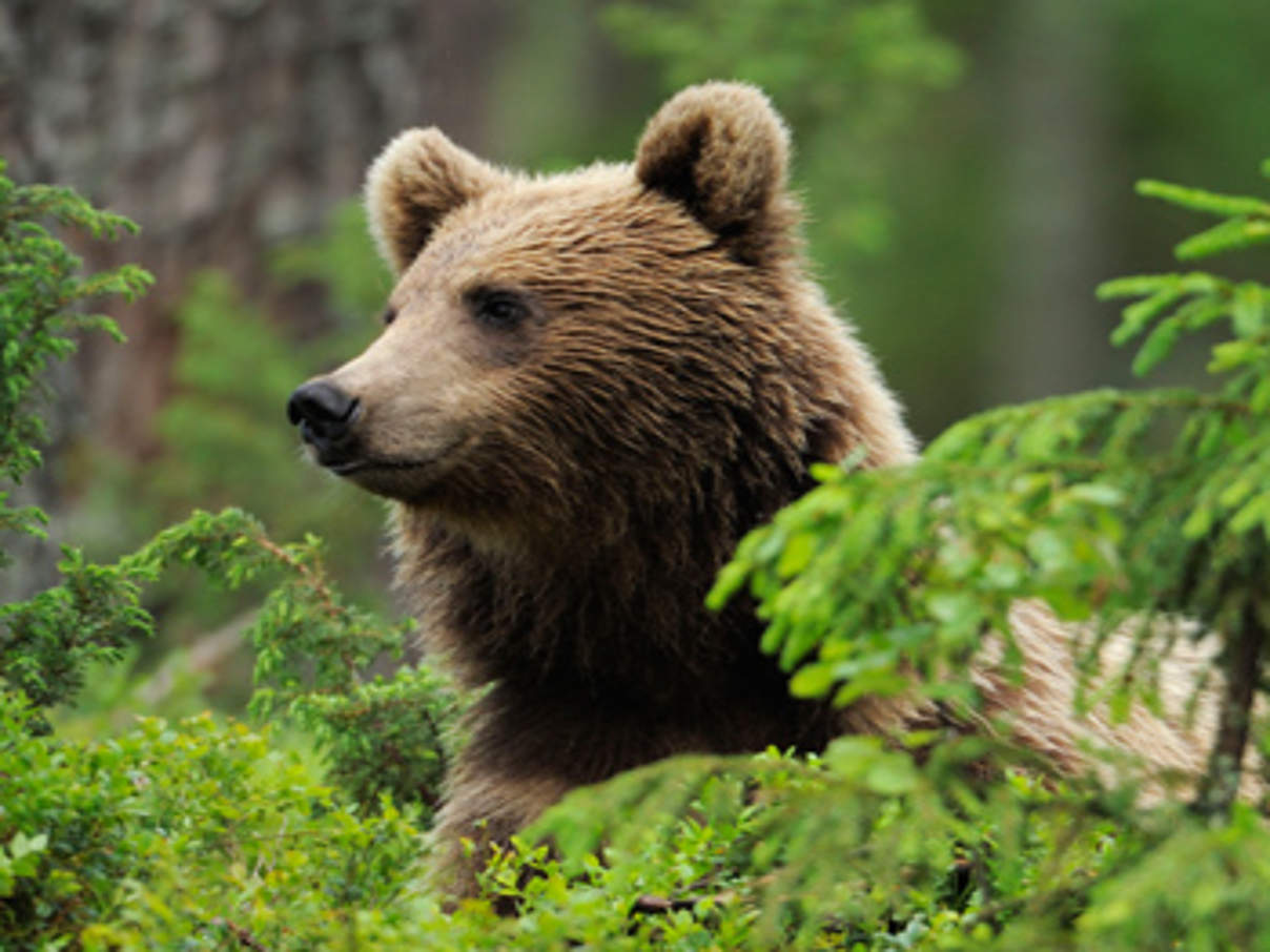Braunbär © Wild Wonders of Europe / Staffan Widstrand / WWF-Canon