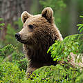 Braunbär © Wild Wonders of Europe / Staffan Widstrand / WWF-Canon
