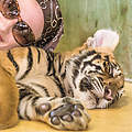 Selfie mit Tiger © iStock / Getty Images