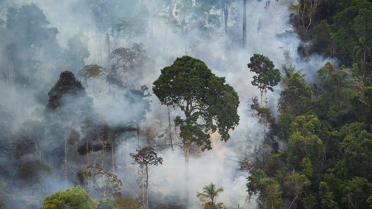 Feuer im Amazonas © WWF Brazil